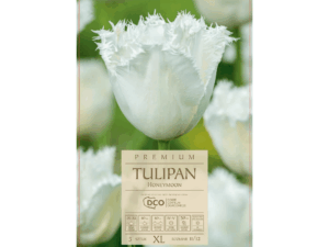 Tulipan 'Honeymoon' białe kwiaty cebule tulipanów 5 szt