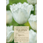 Tulipan honeymoon (1)