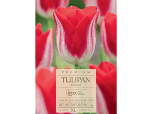 Tulipan 'Kissable' czerwone kwiaty cebule tulipanów 5 szt