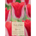 Tulipan kissable (1)