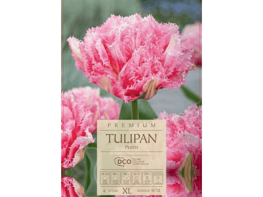 Tulipan 'Perth’ strzępiasty tulipan różowy cebule 4szt