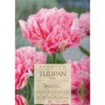 Tulipan perth (1)