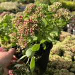ROZCHODNIK GOODBUD
