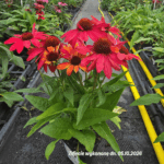 Jeżówka ' Hot Summer Imp.'