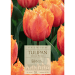 Tulipan Orange Passion (1)