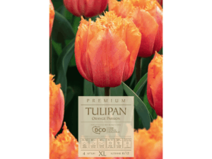 Tulipan 'Orange Passion' pomarańczowo- żółte kwiaty postrzępione brzegi cebulki 4 szt.