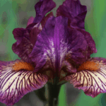 Irys Gigi Italiano