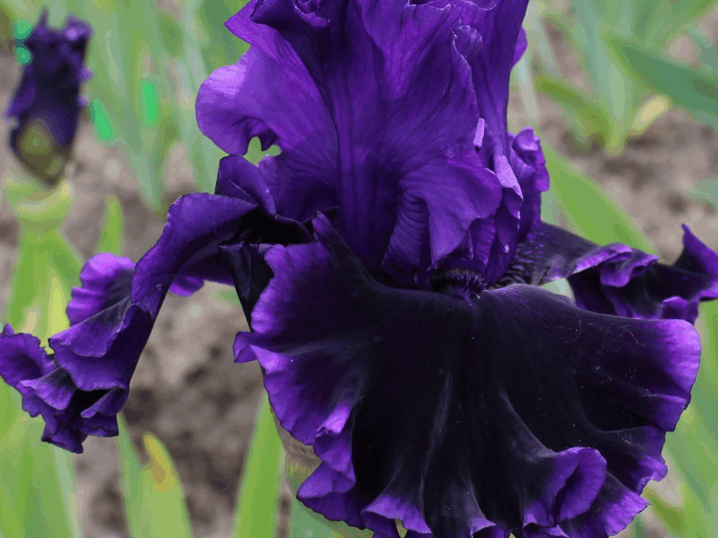 Irys Handful of Darkness