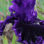 Irys Handful of Darkness