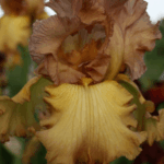 Irys Harvest King