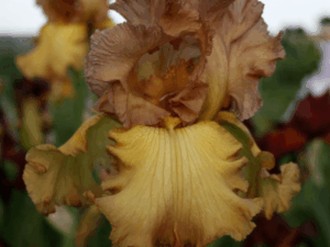 Irys Harvest King