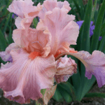 Irys Helen C