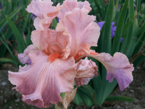 Irys Helen C