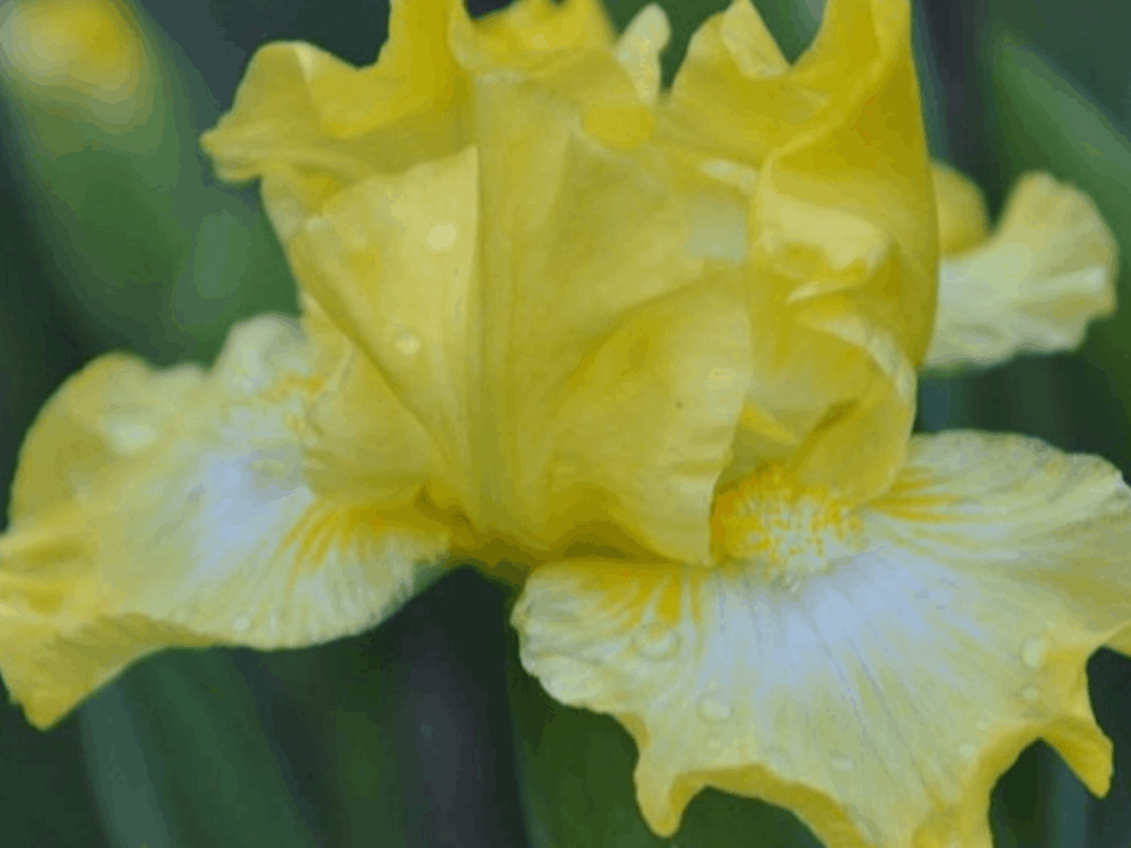 Irys Lust for Lemon