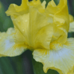 Irys Lust for Lemon