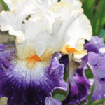 Irys Magic of Love