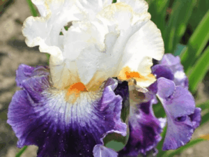 Irys Magic of Love