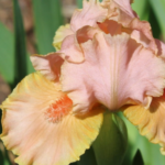 Irys Pink Medley