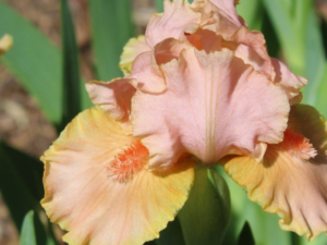 Irys Pink Medley