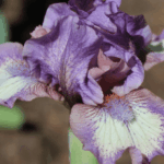 Irys Rufflemania