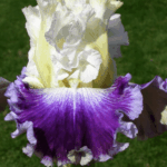 Irys Soft Elegance