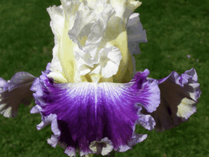 Irys Soft Elegance
