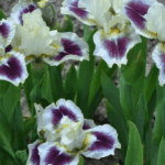 Irys Stokrotek